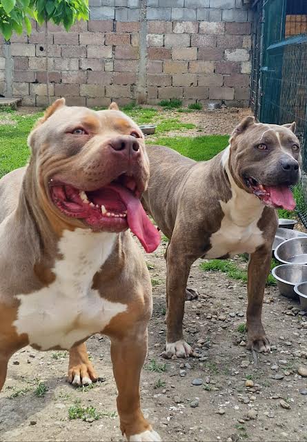 XL BULLY OSKAR I PANDORA RODITELJI