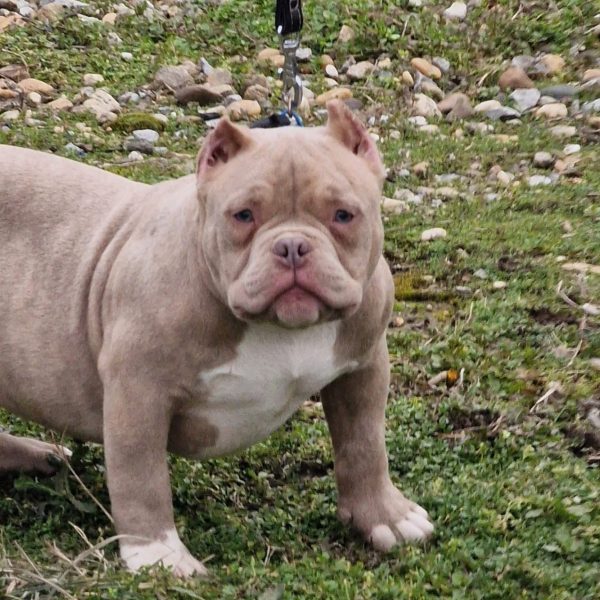 Dostupan tri color muzjak 4 meseca star